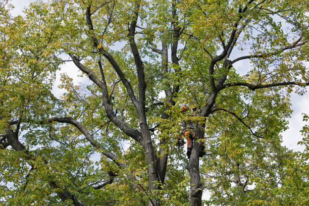 Best Storm Damage Tree Cleanup  in North Baltimore, OH